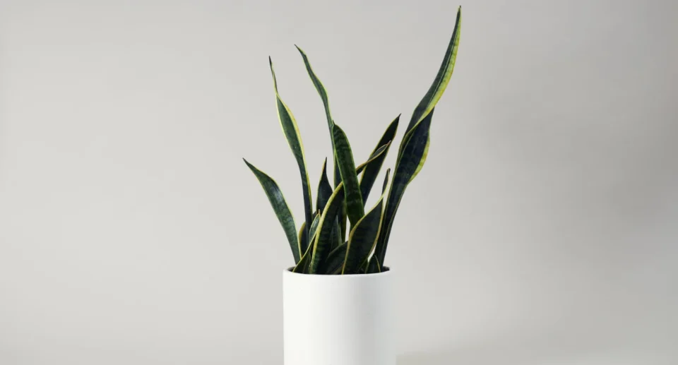 Outfit Ideas Review: Style Advice by Entrepreneur Sarah Johnson